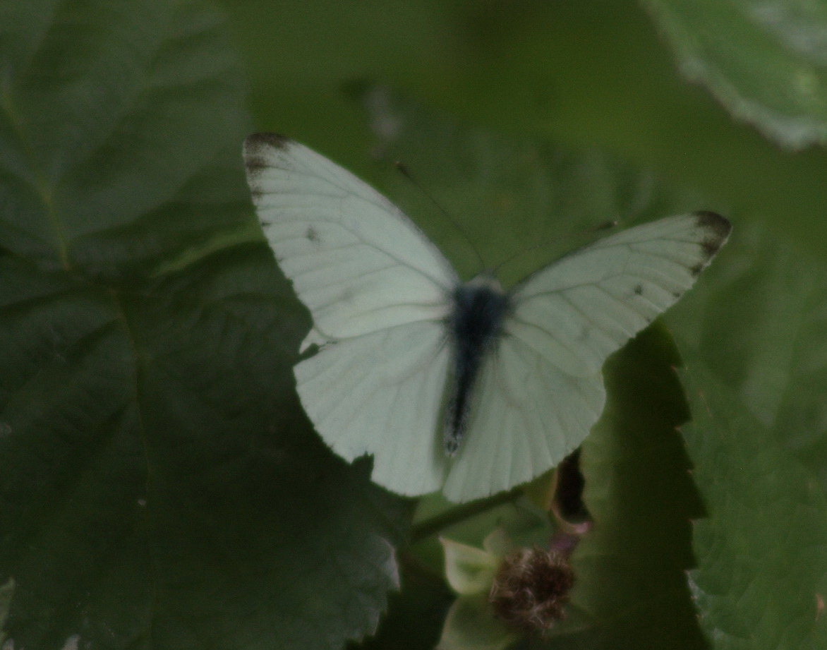 Pieridae sp. e ?